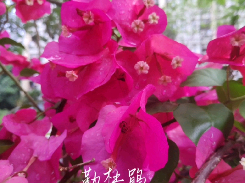 深圳市花~像叶子的叶子花哔哩哔哩bilibili