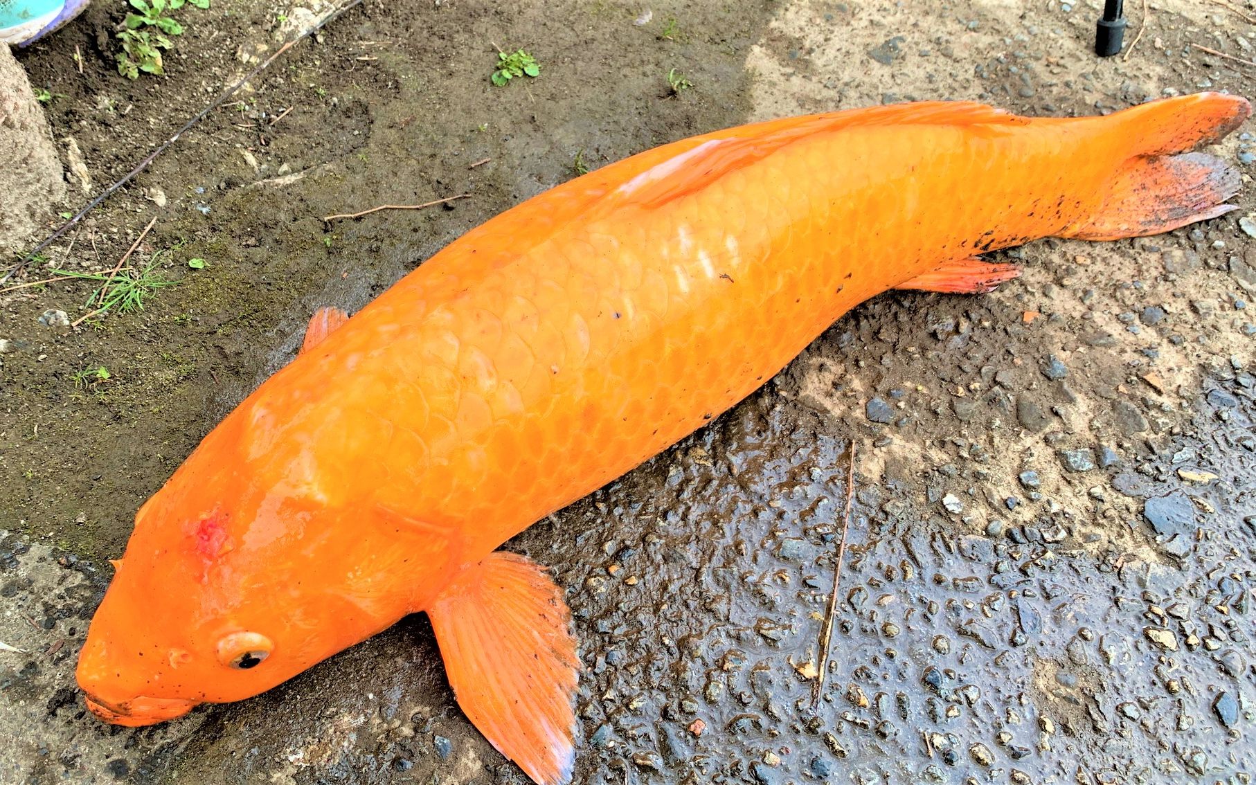 板桥区上板桥～志村坂上附近的见次公园3个人一起钓鲤鱼@钓到了红鲤鱼