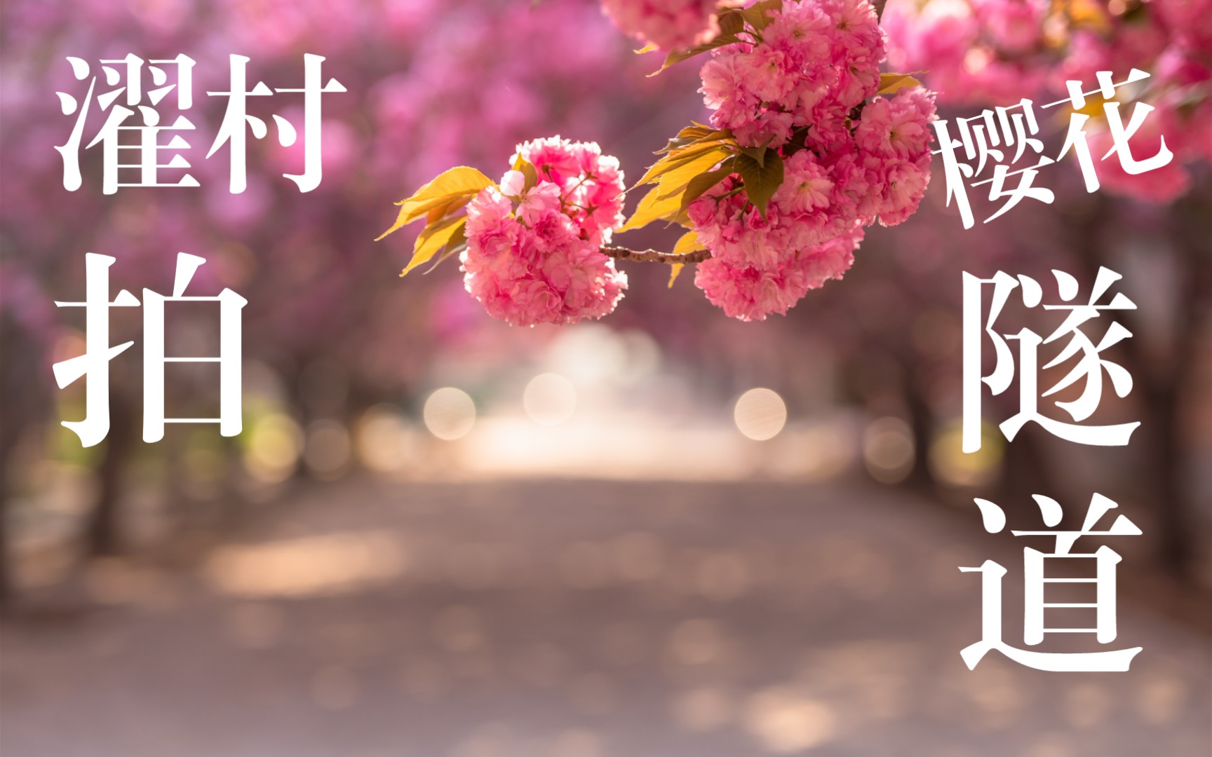 活动作品瞎拍合集带大家看看濯村的樱花濯村樱花节樱花隧道赏花篇