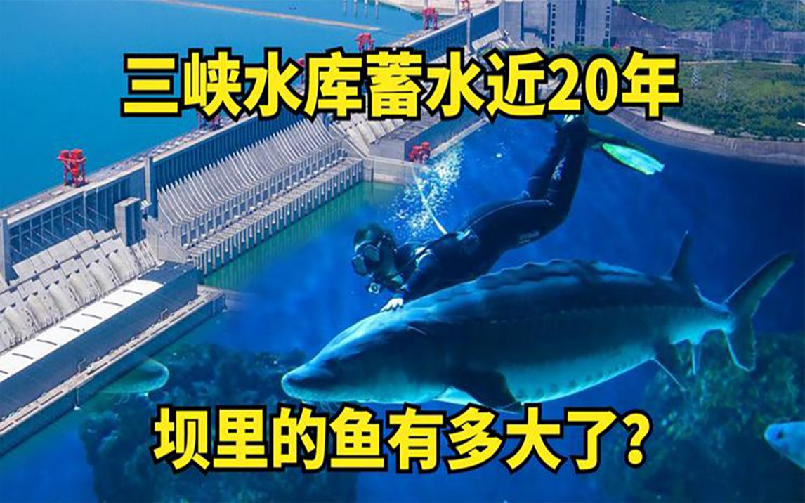 三峡大坝蓄水近20年,成为鱼儿的天堂,如今里面的鱼最大有多大?哔哩哔哩bilibili