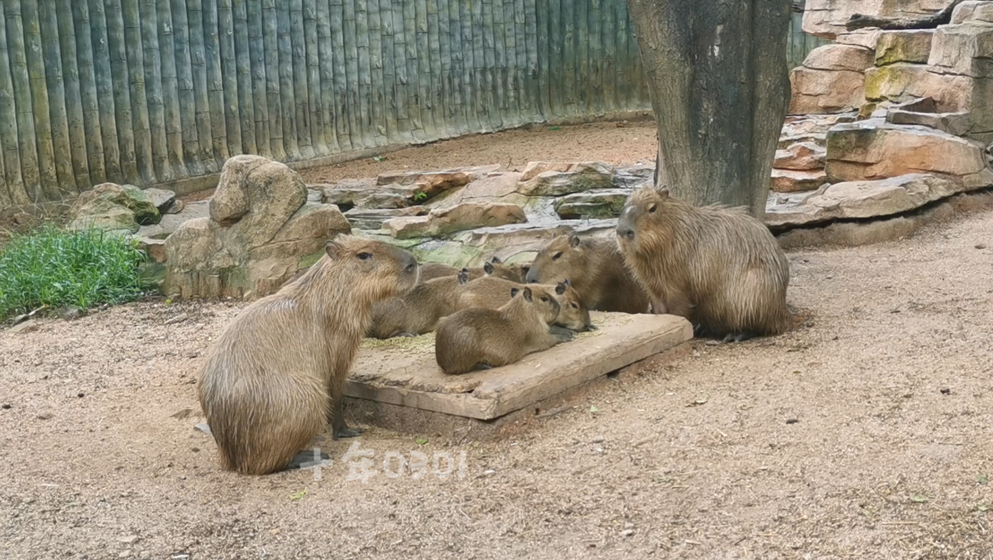 无情的吃料机器一家豚2205