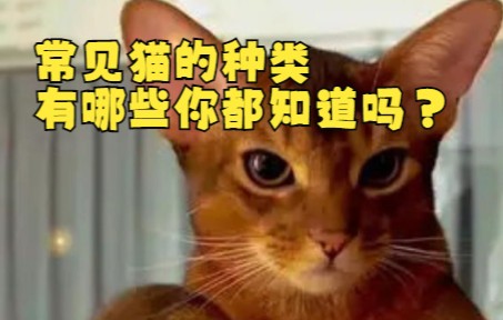 常见猫的种类有哪些你都知道吗?哔哩哔哩bilibili