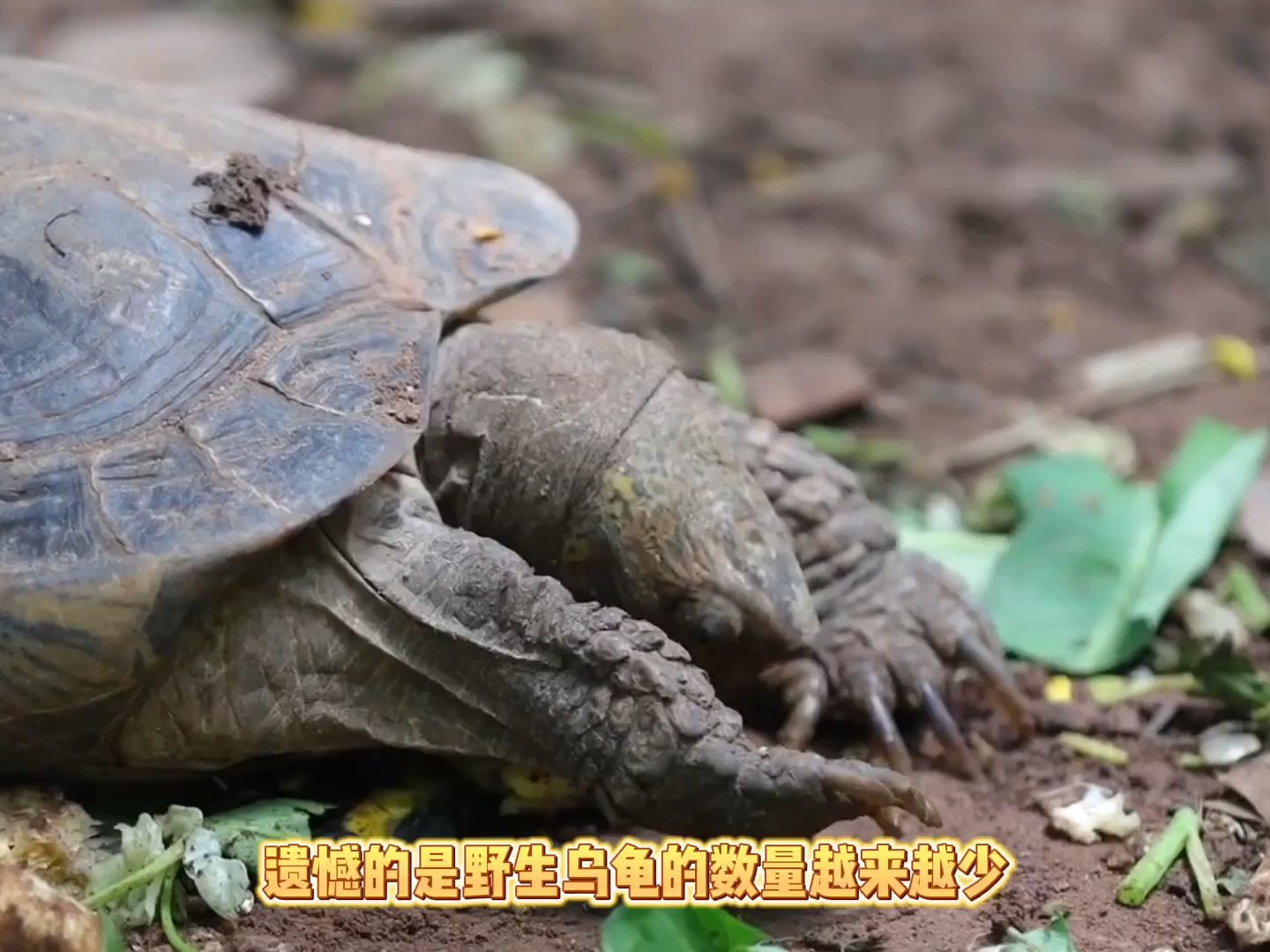 看到烏龜的骨骼,你就會明白,為何它是世界上最詭異的動物之一