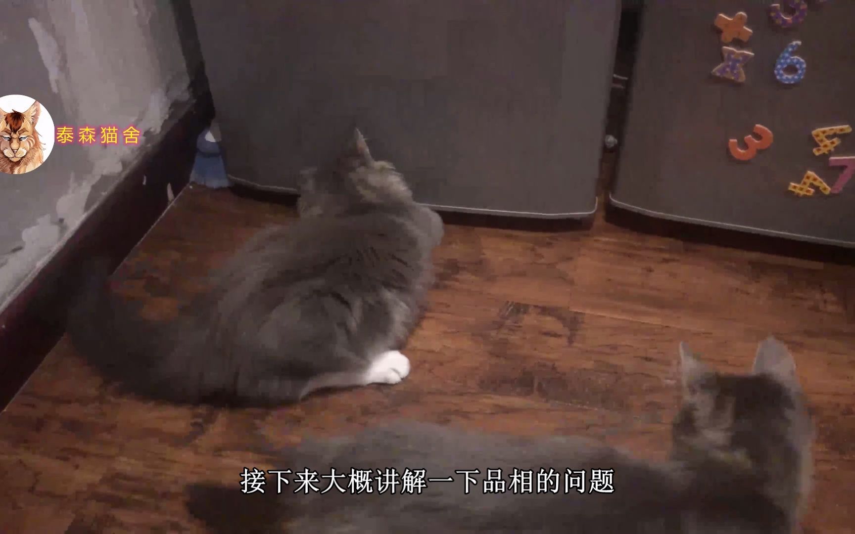 成都缅因猫多少钱一只?缅因猫棕虎斑哔哩哔哩bilibili