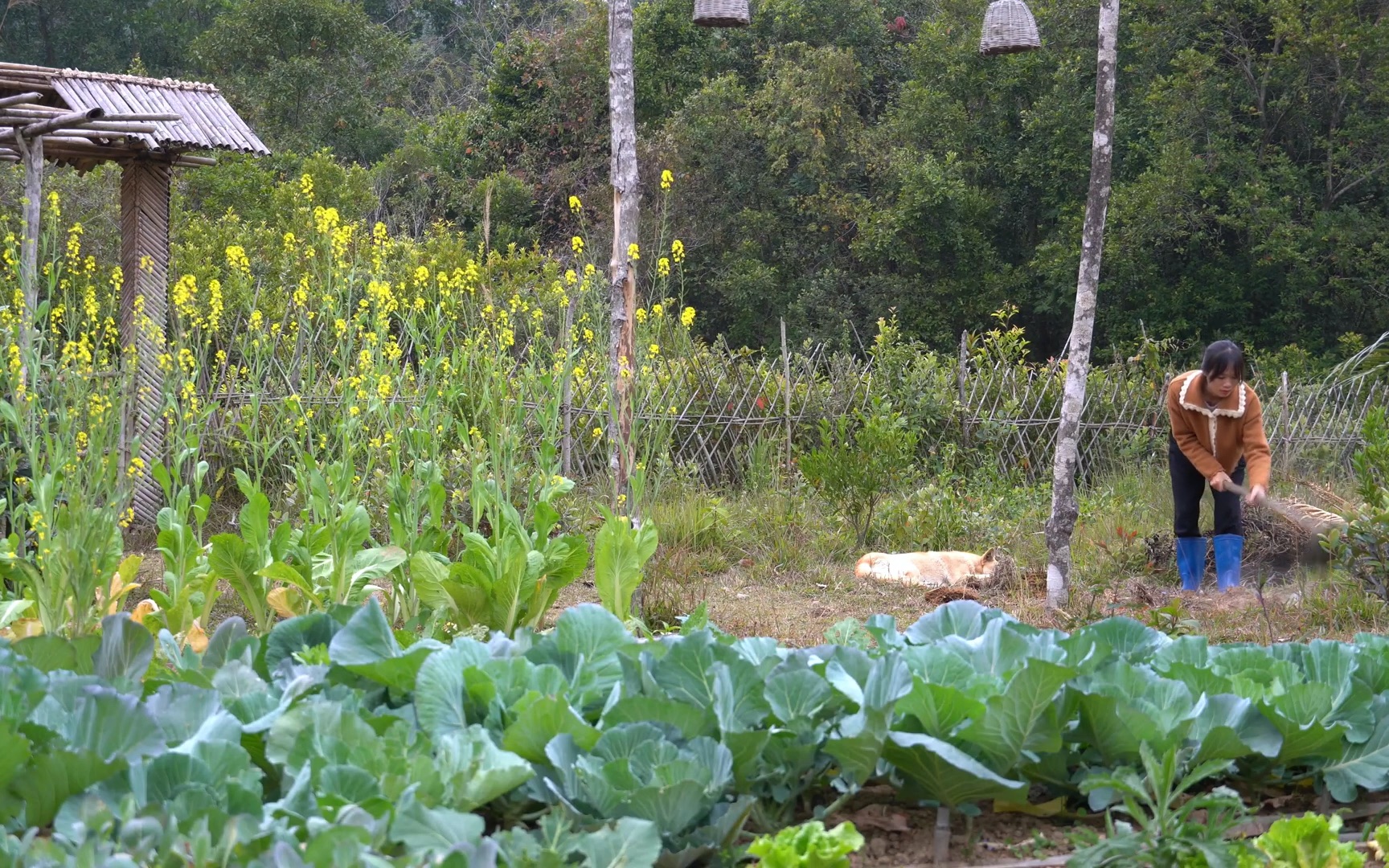 【乡村日记】越南李子柒|收获西兰花并煮熟. 种土豆,种花.哔哩哔哩bilibili