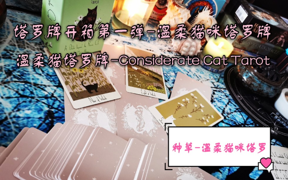 占卜师黑猫塔罗牌开箱第一弹温柔猫塔罗牌consideratecattarot开箱