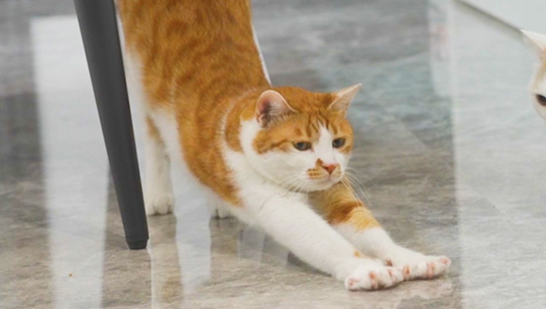 猫的智商越高,越不好养!-萌猫宝哥哥-萌猫宝哥哥-哔哩哔哩视频