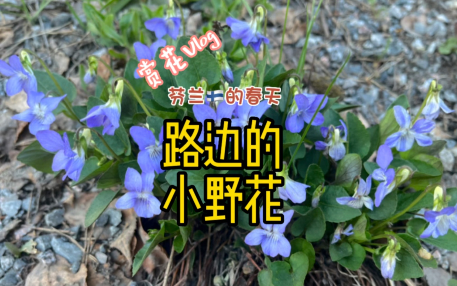 芬兰的天然绿化带!今天继续带你看看有哪些小野花哔哩哔哩bilibili