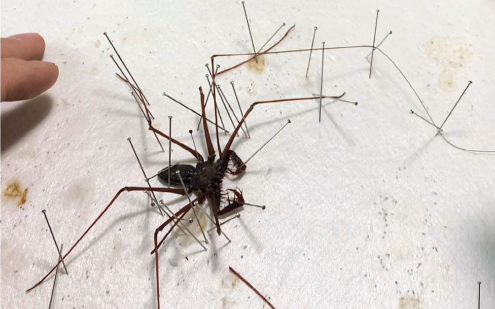 大苏【标本篇】做了个鞭蛛标本