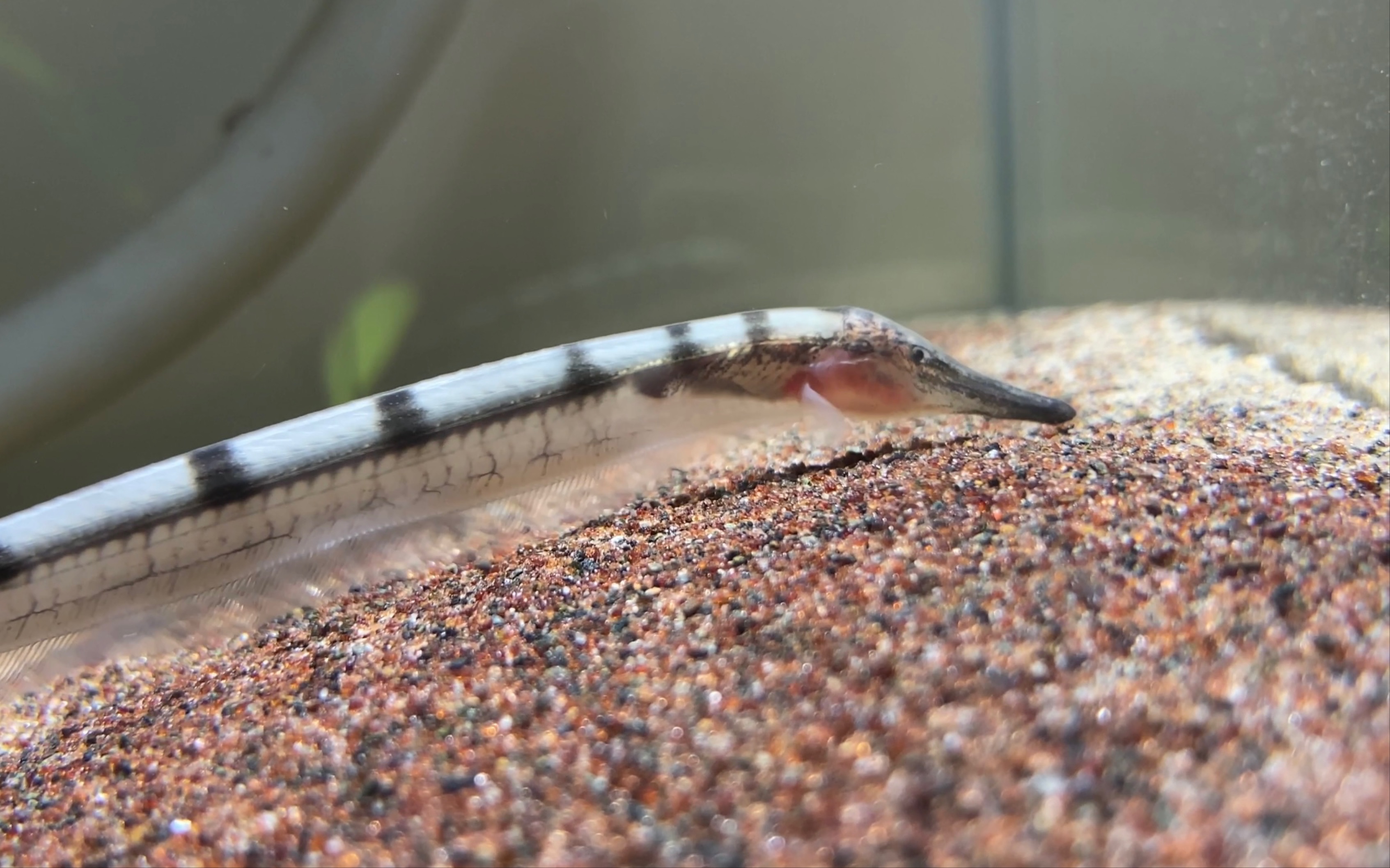 温度计飞刀———纤弱憔悴的南美精灵