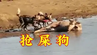抢屎狗