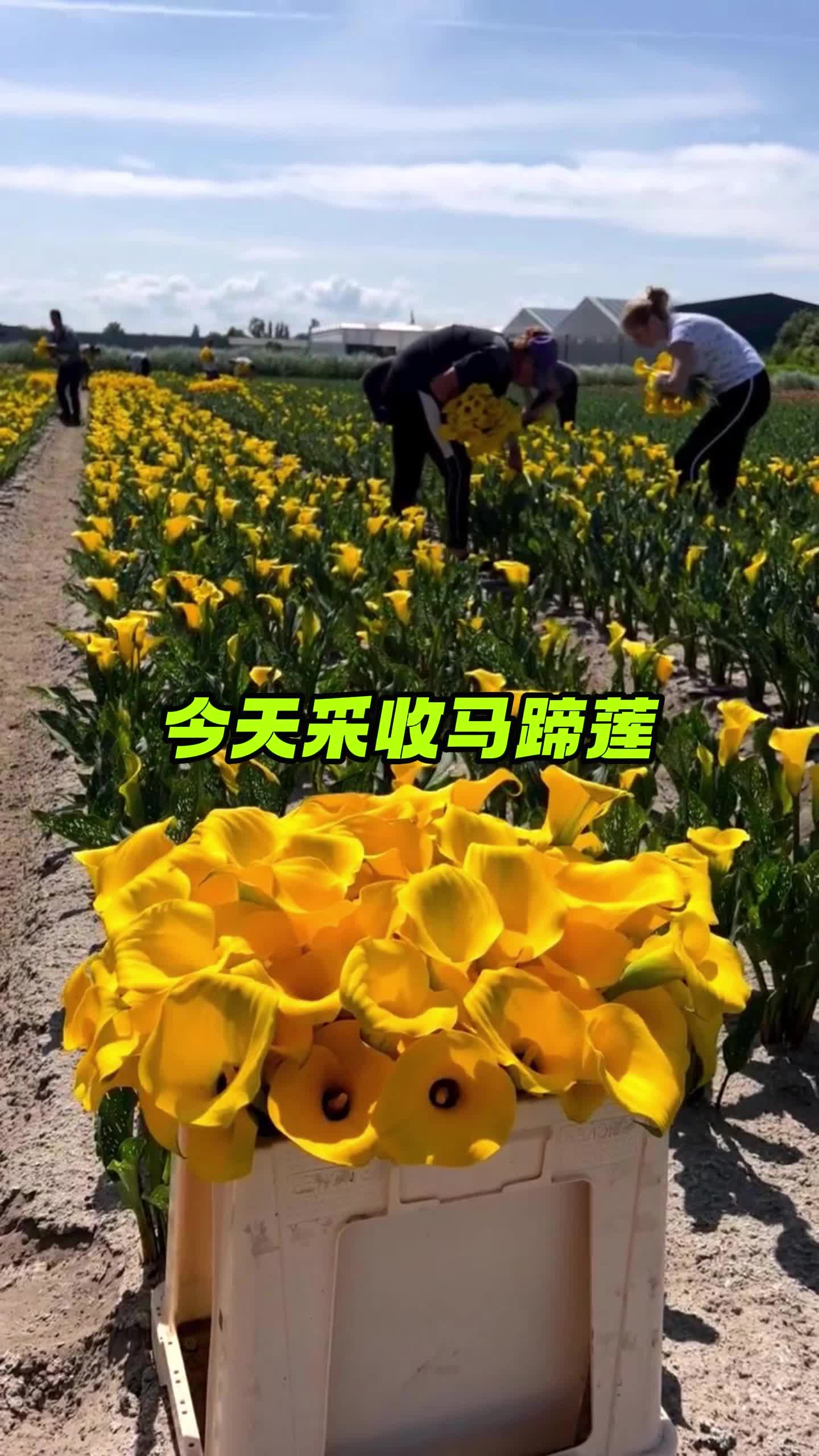 今天采收马蹄莲哔哩哔哩bilibili