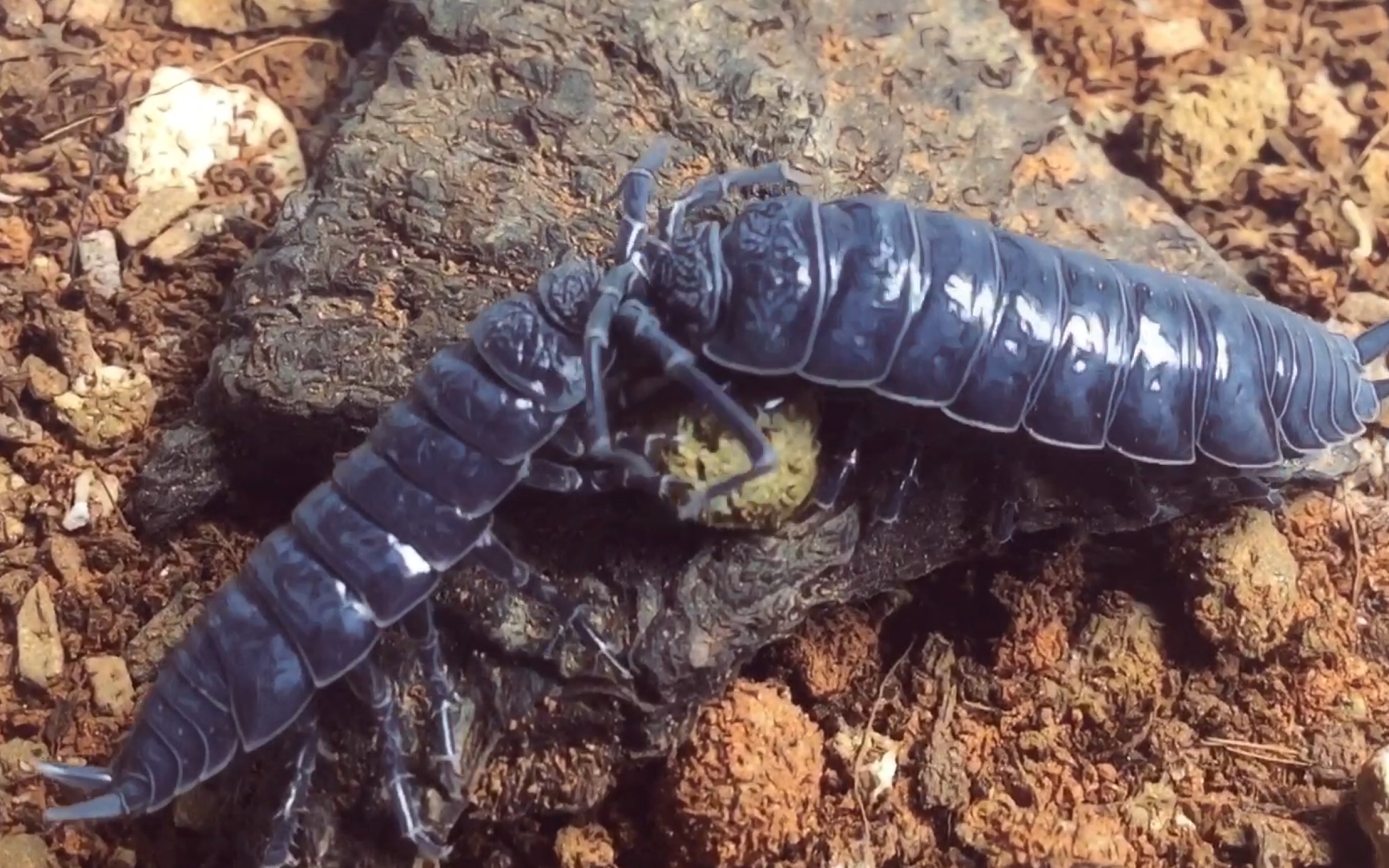 h . pavlovskii荒漠巨人鼠妇抢食龟粮