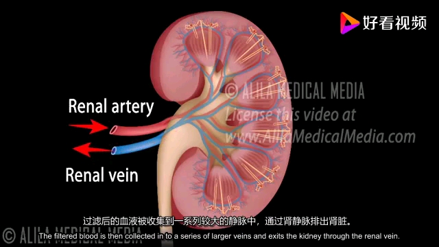 尿液的形成过程哔哩哔哩bilibili