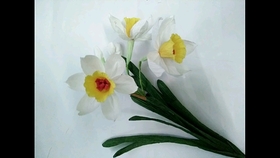 皱纹纸水仙花教你怎么制作水仙花 哔哩哔哩 つロ干杯 Bilibili