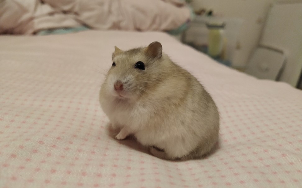 梦见什么好吃的啦?布丁仓鼠躺手手