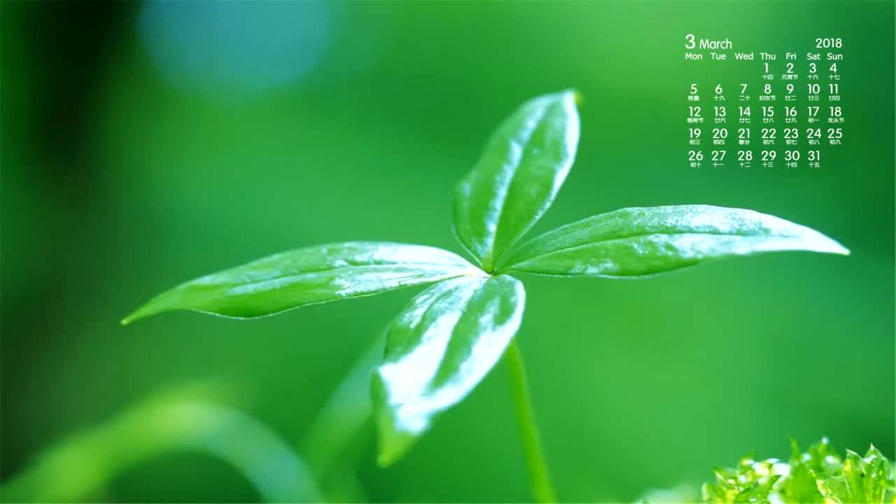 ppt 背景 壁纸 电脑桌面 发芽 绿色 绿色植物 绿叶 嫩芽 嫩叶 树叶