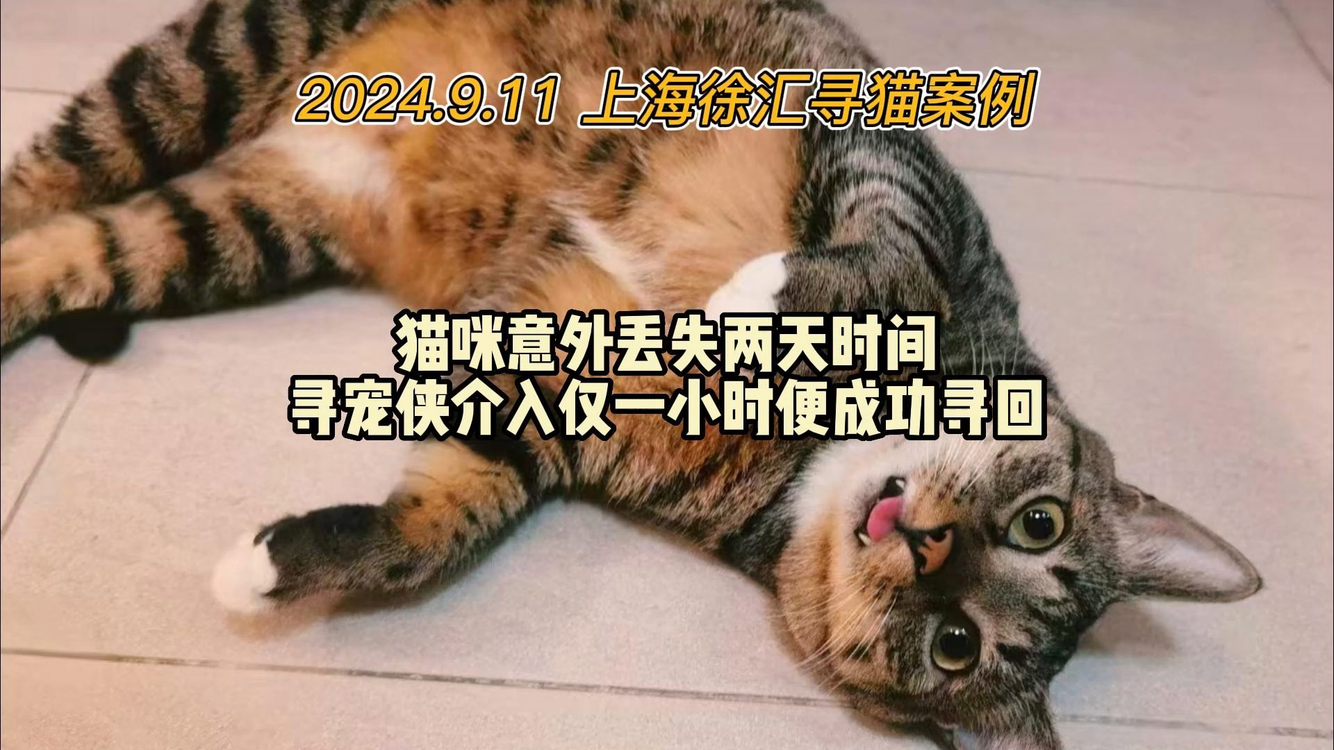 寻宠侠出勤上海徐汇寻狸花猫哔哩哔哩bilibili