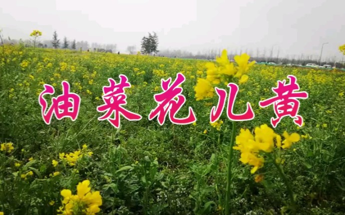 [图]油菜花儿黄