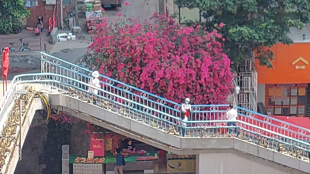 [图]广州天桥上的故事 网红杜鹃花地带，迎来多批次打卡族，还搞起相互帮忙拍照 之一 背景音乐：一起来玩起