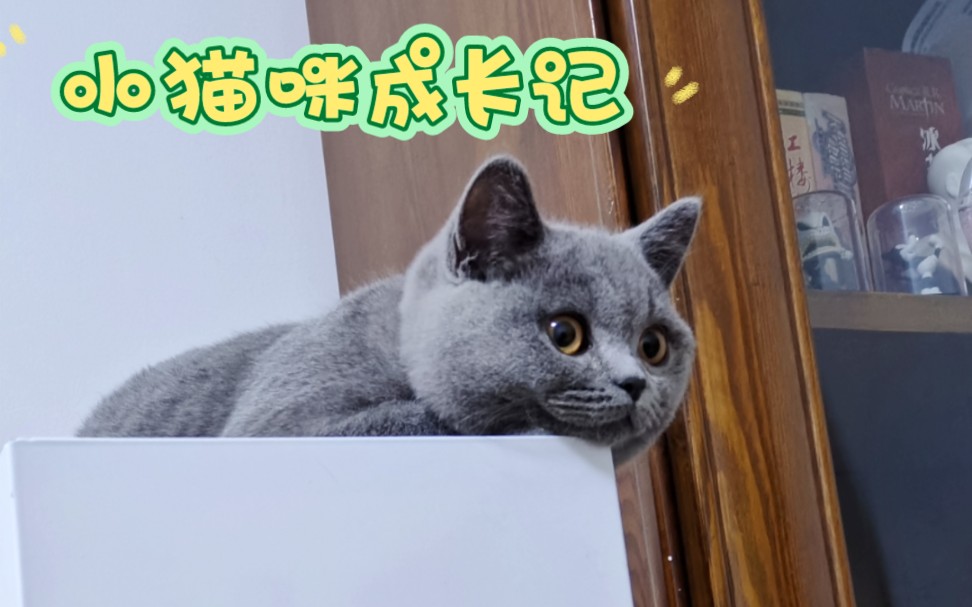 小蓝猫一年的变化能有多大哔哩哔哩bilibili