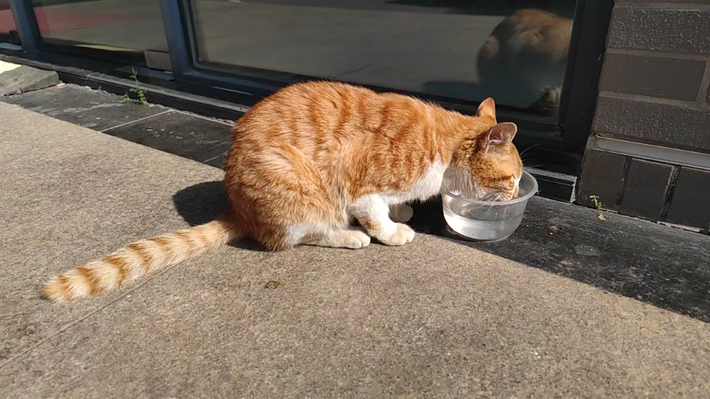 慢镜头流浪小橘猫喝水