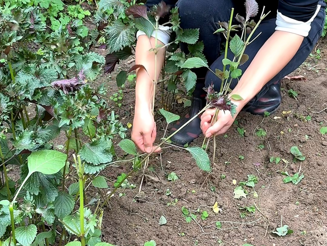 有“东方香草”之称的紫苏,村里的老先生喜欢采收它的根茎回家哔哩哔哩bilibili