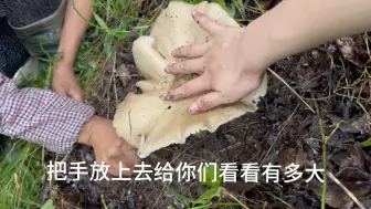 下载视频: 鸡枞菌 极品