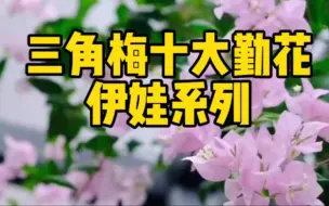 下载视频: 三角梅十大勤花伊娃系列#三角梅 #三角梅勤花#花开富贵好运来  #好看的花一定要分享给你#园艺生活