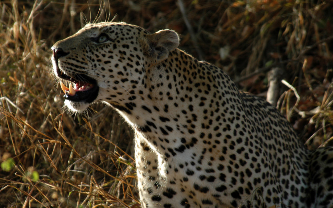 [图]非洲致命动物 第一季全三集 Africa's Deadliest