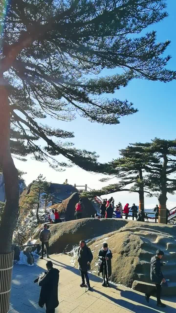 [图]迎客松是黄山的标志性景观也是安徽省的象征之一树龄至少已有00174