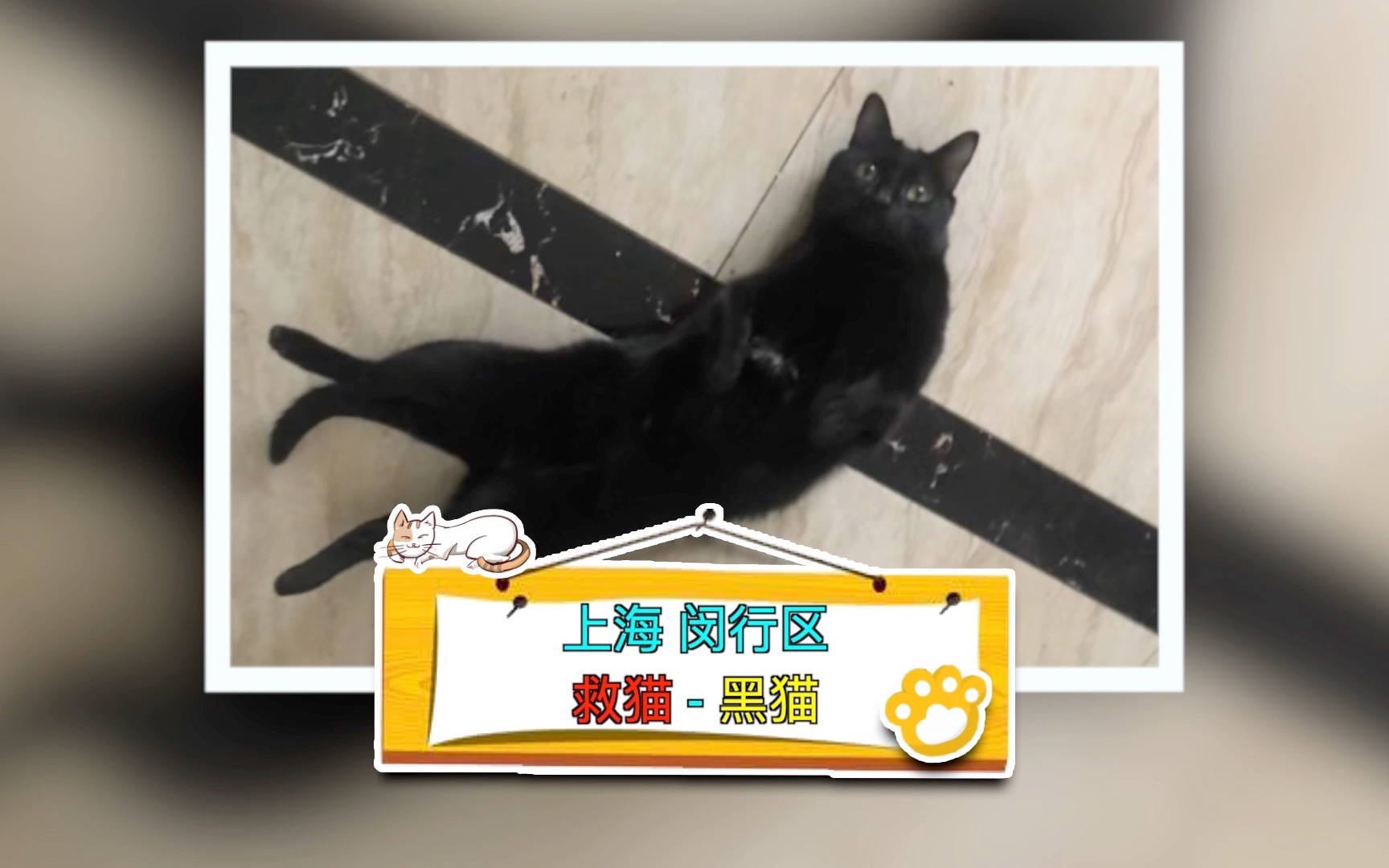 在中国传统文化中,黑猫寓意着吉祥;听说养黑猫的人运气都不错!哔哩哔哩bilibili