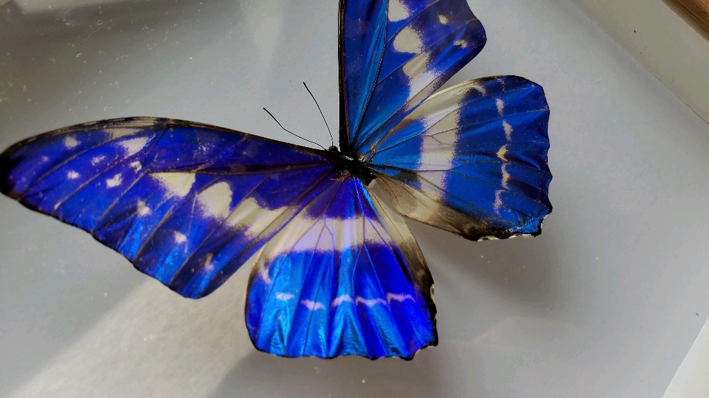 【4k】塞浦路斯闪蝶