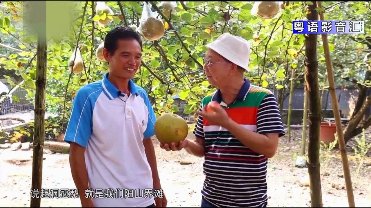 广东清远特产阳山洞冠梨,一个梨子有柚子那么大,而且抗氧化性能好,来看看吧哔哩哔哩bilibili