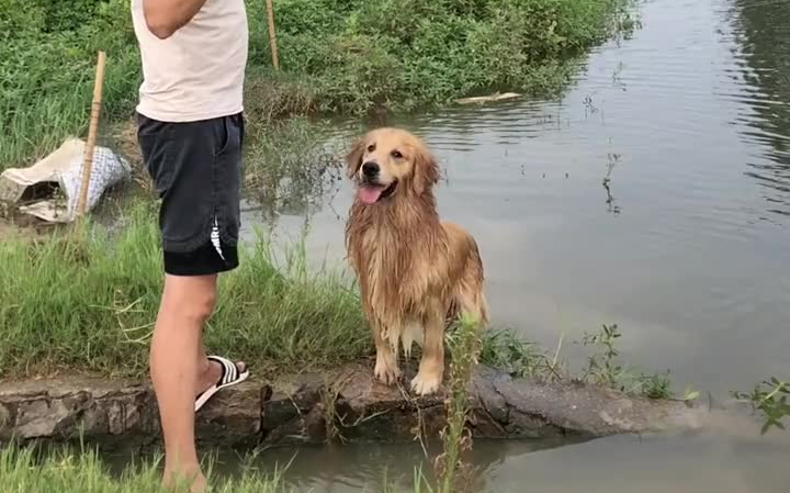 金毛的祖先是金毛水猎犬,又名:金毛寻回猎犬!哔哩哔哩bilibili