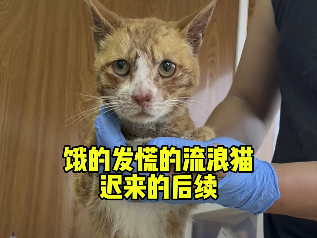 一只饿的发慌的流浪猫迟来的后续#明仔团队 #我和流浪猫的故事 #明仔团猫粮哔哩哔哩bilibili