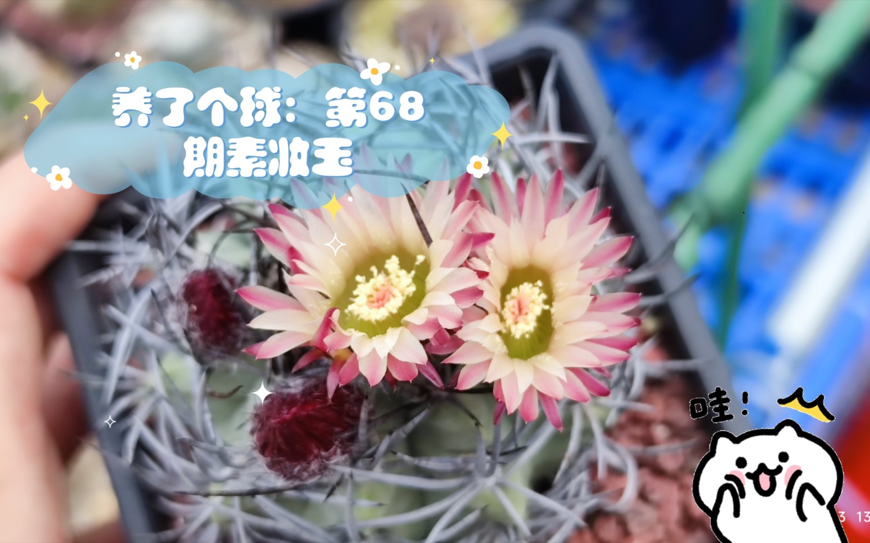 养了个球:第68期素妆玉(白皮素妆玉)