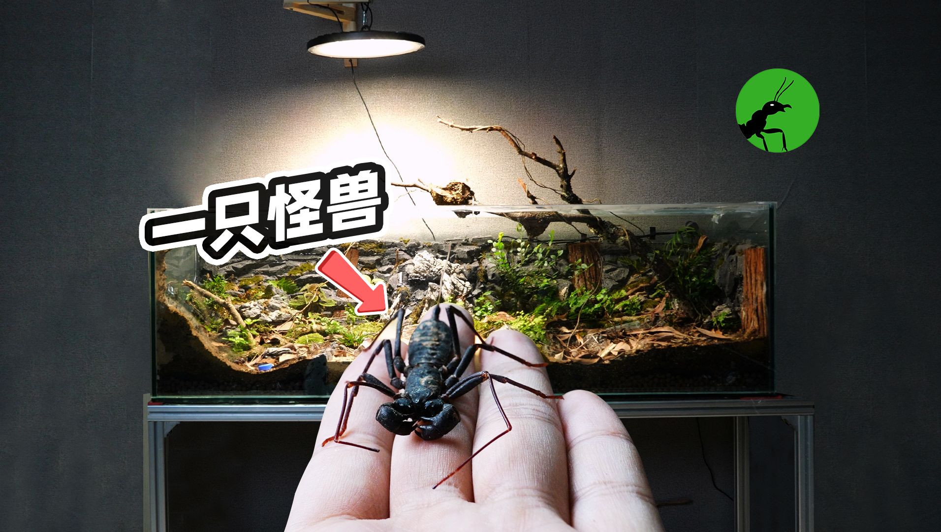 蚂蚁vs鞭蝎:跨越了三亿年的战斗