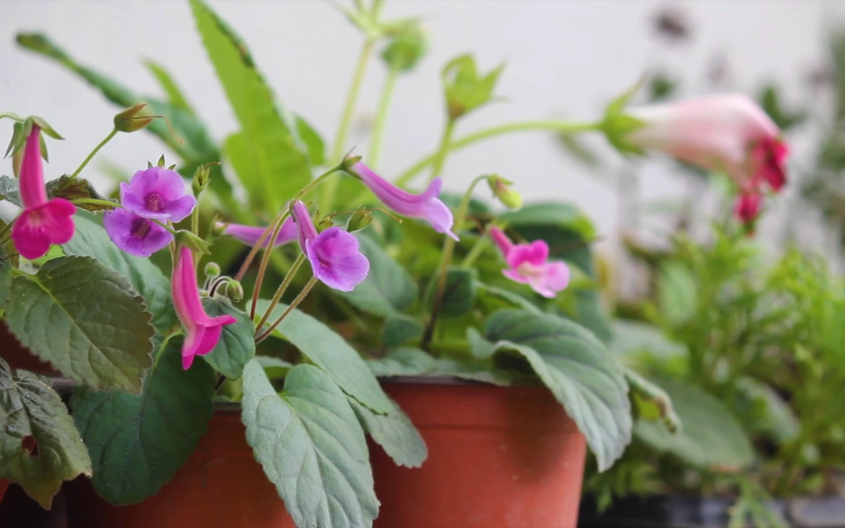 迷岩花又开(纯欣赏)