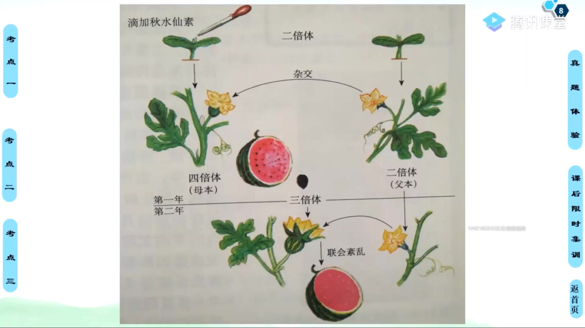 多倍体育种典例——无子西瓜,它来了,他来了,大生物最爱考的例子来喽