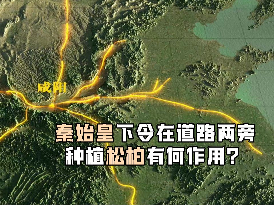 秦始皇下令在道路两旁种植松柏有何作用?哔哩哔哩bilibili