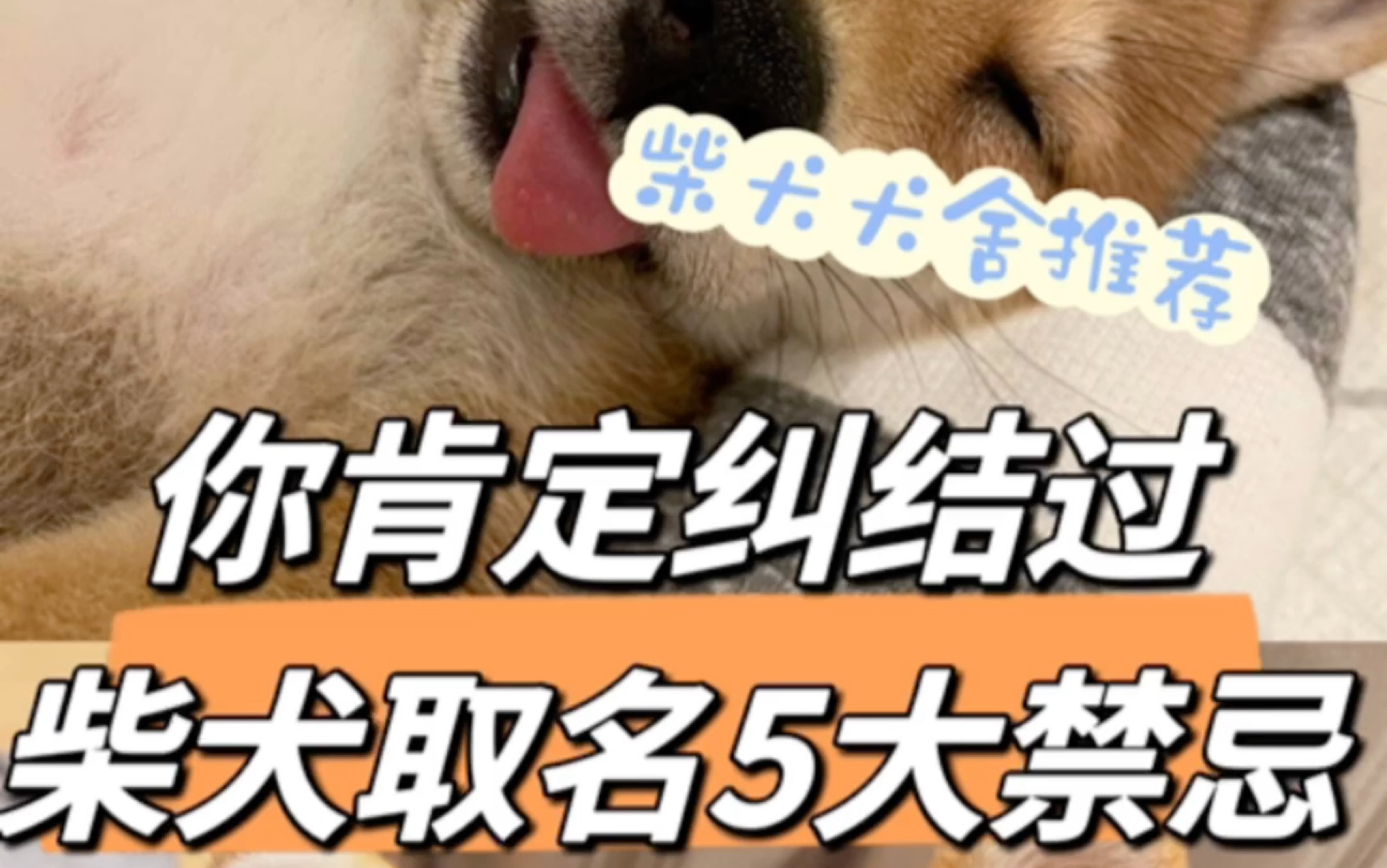 你肯定纠结过柴犬取名5大禁忌哔哩哔哩bilibili