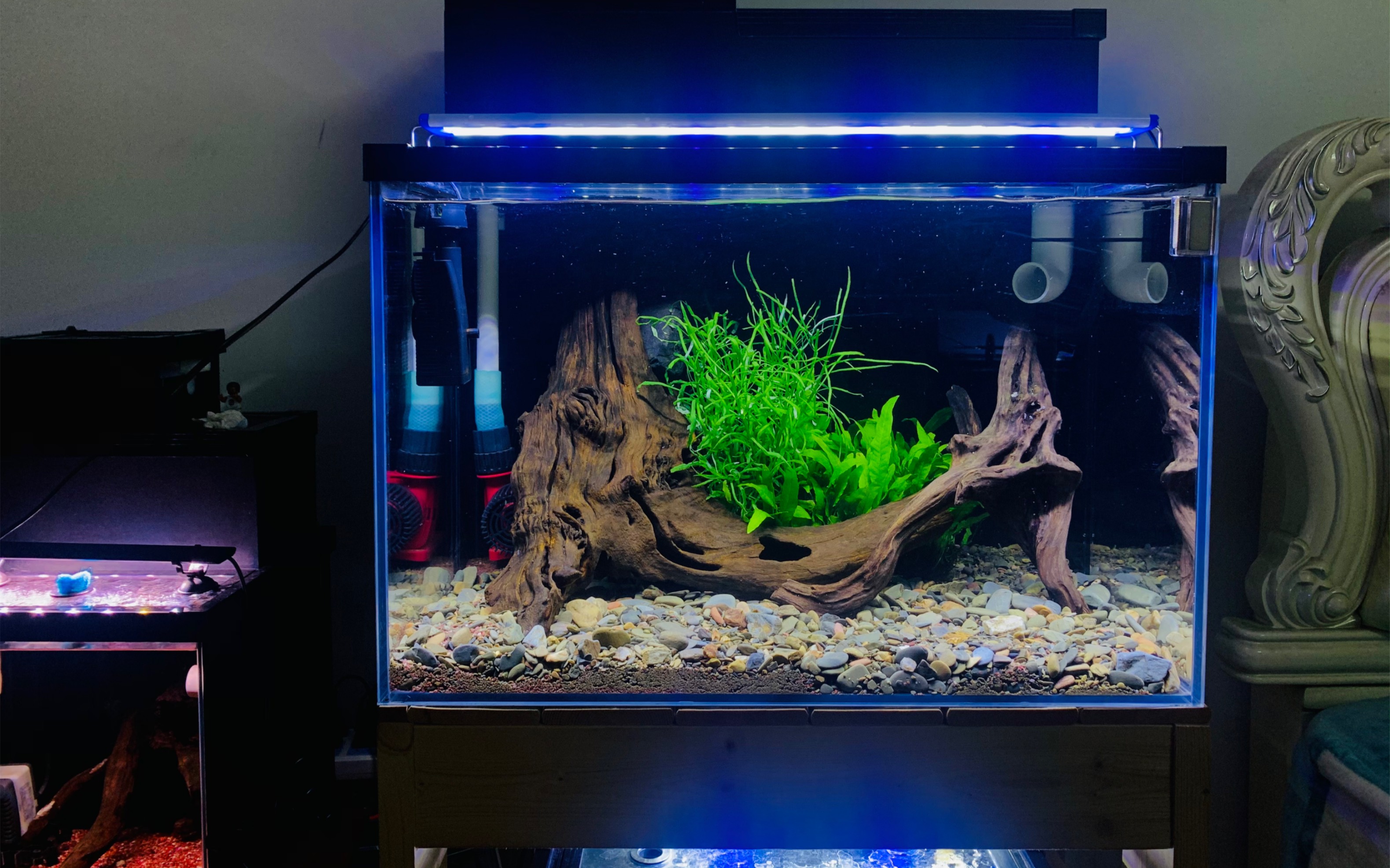 玩雷龙就是享受造景带来的乐趣,雷龙的互动,这不又开了一个60缸养火背