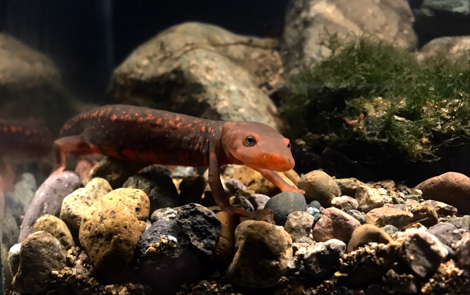 【鯟魴】"螈"生溪流缸(肥螈)