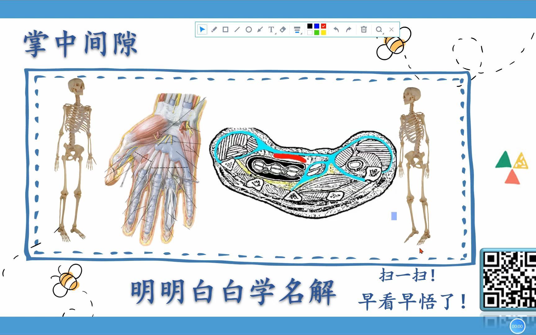 明明白白学名解—掌中间隙(局部解剖学)哔哩哔哩bilibili