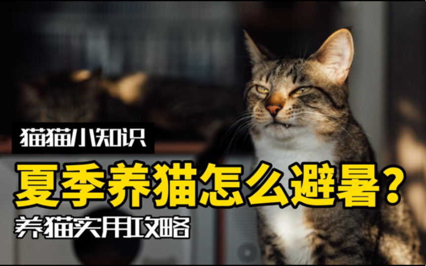 [图]铝锅炖猫？骗水降温？夏天都有哪些养猫小技巧