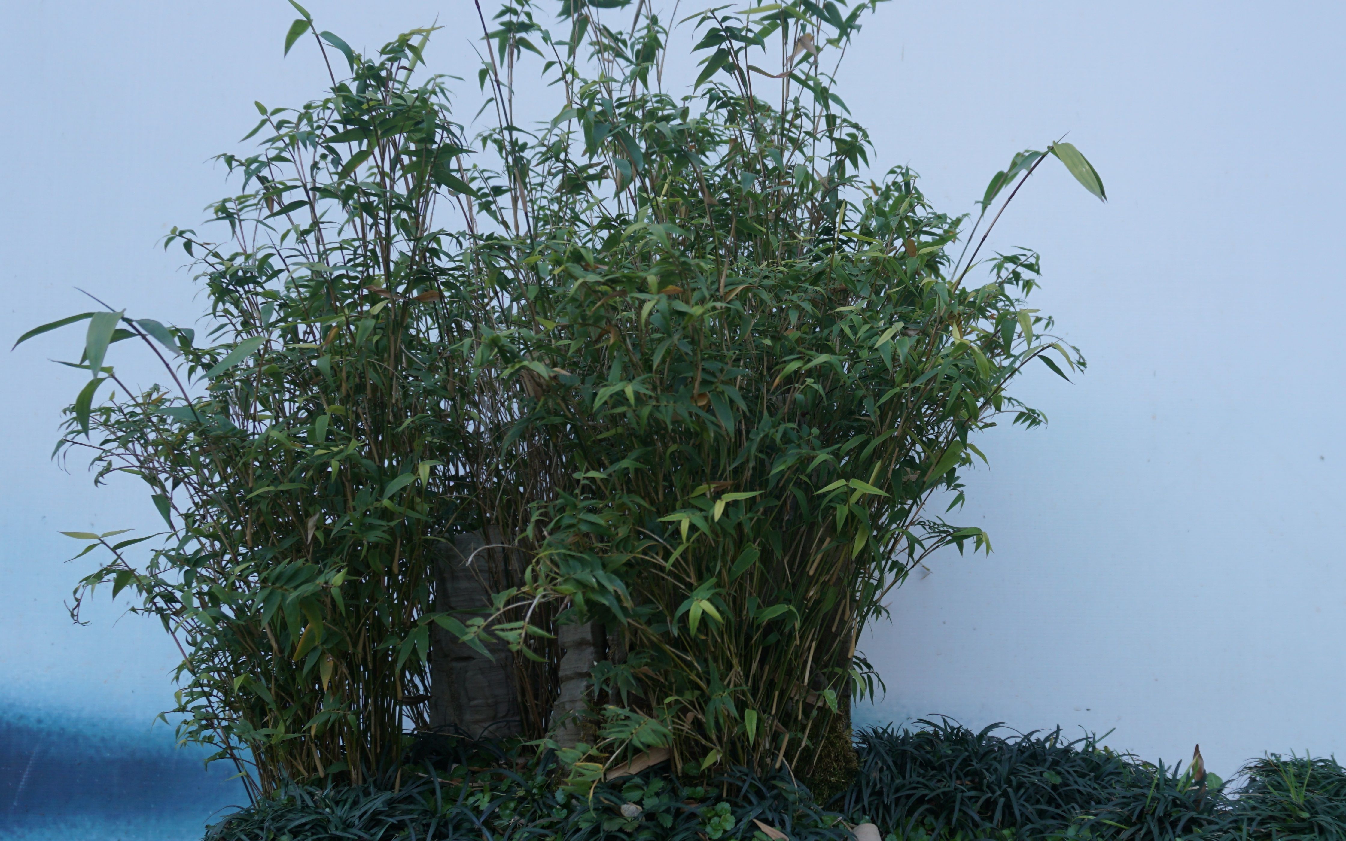 迷你版竹子凤尾竹植株矮小最适合做家庭盆栽啦