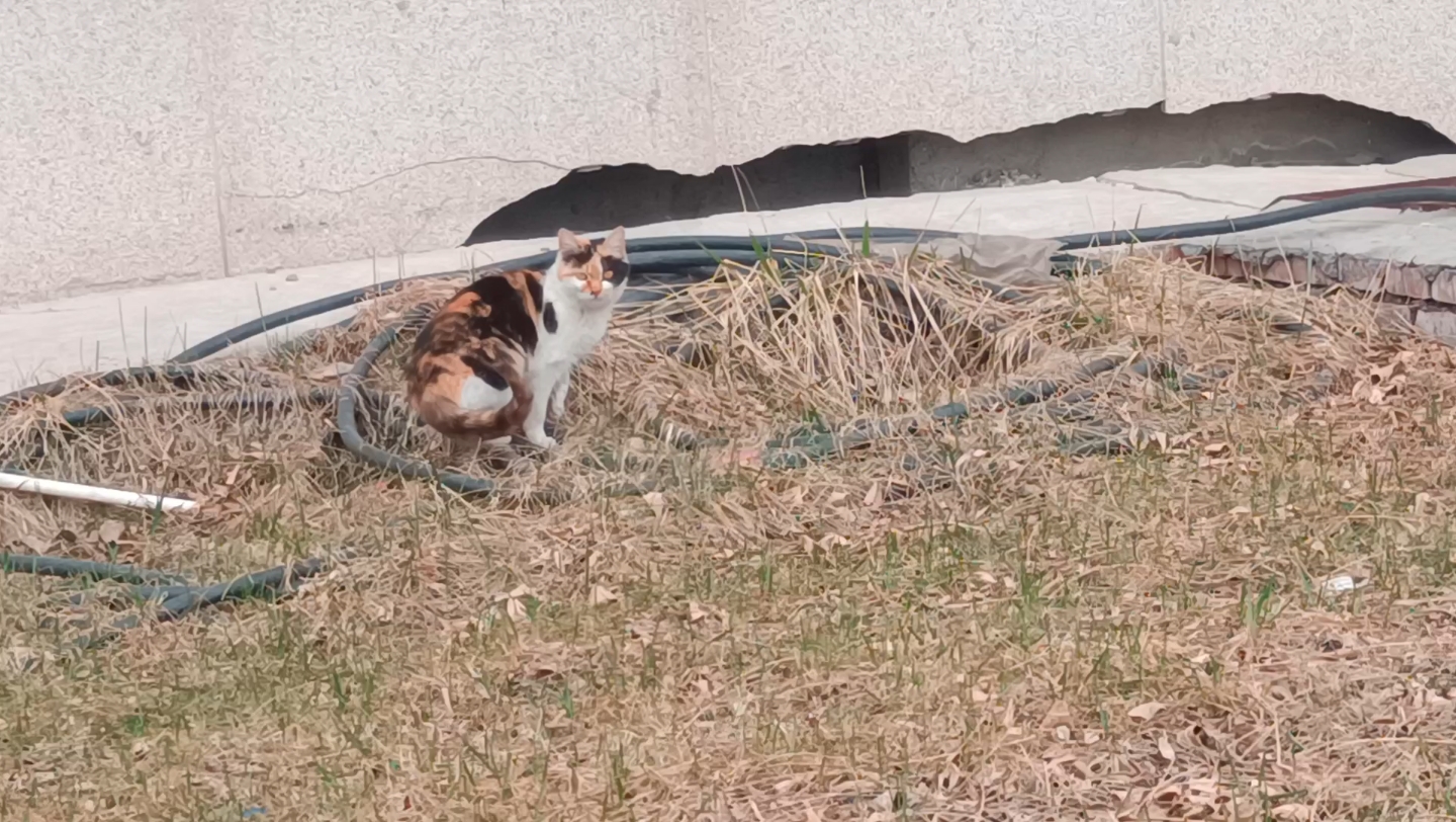 [图]［动物］学校里的猫猫