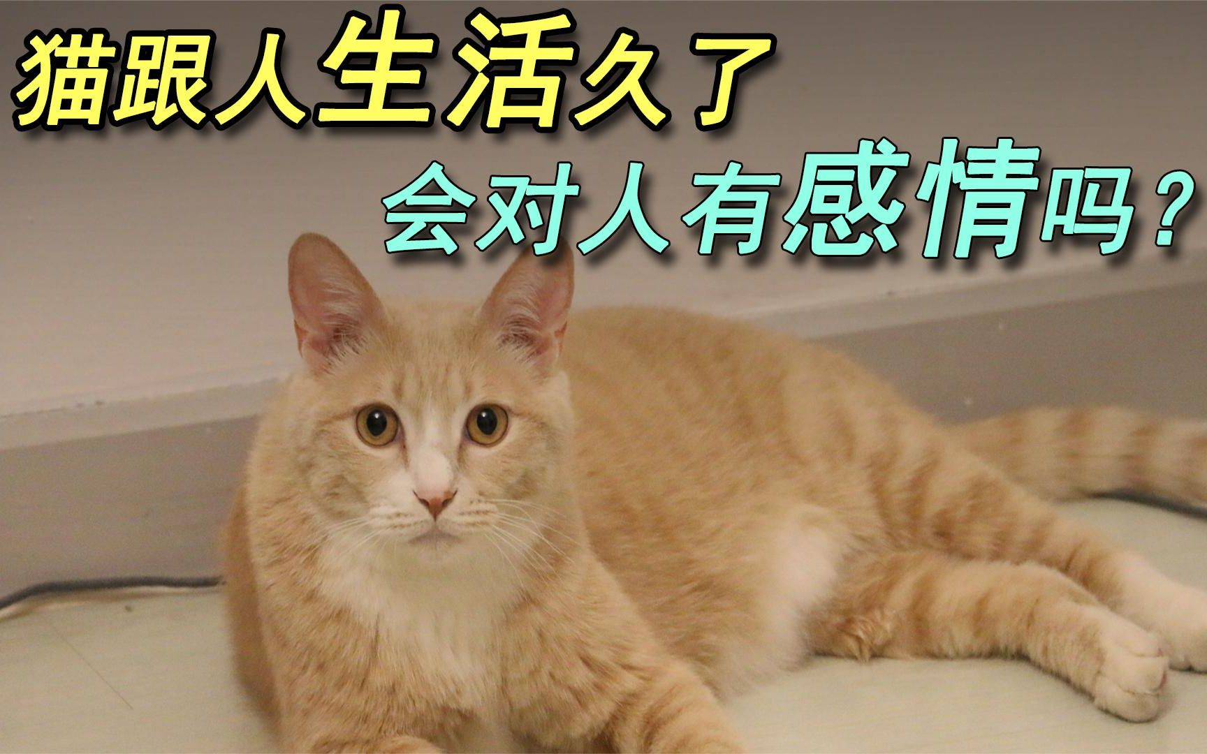 猫跟人生活久了,会对人有感情吗?原来都被误解了!哔哩哔哩bilibili