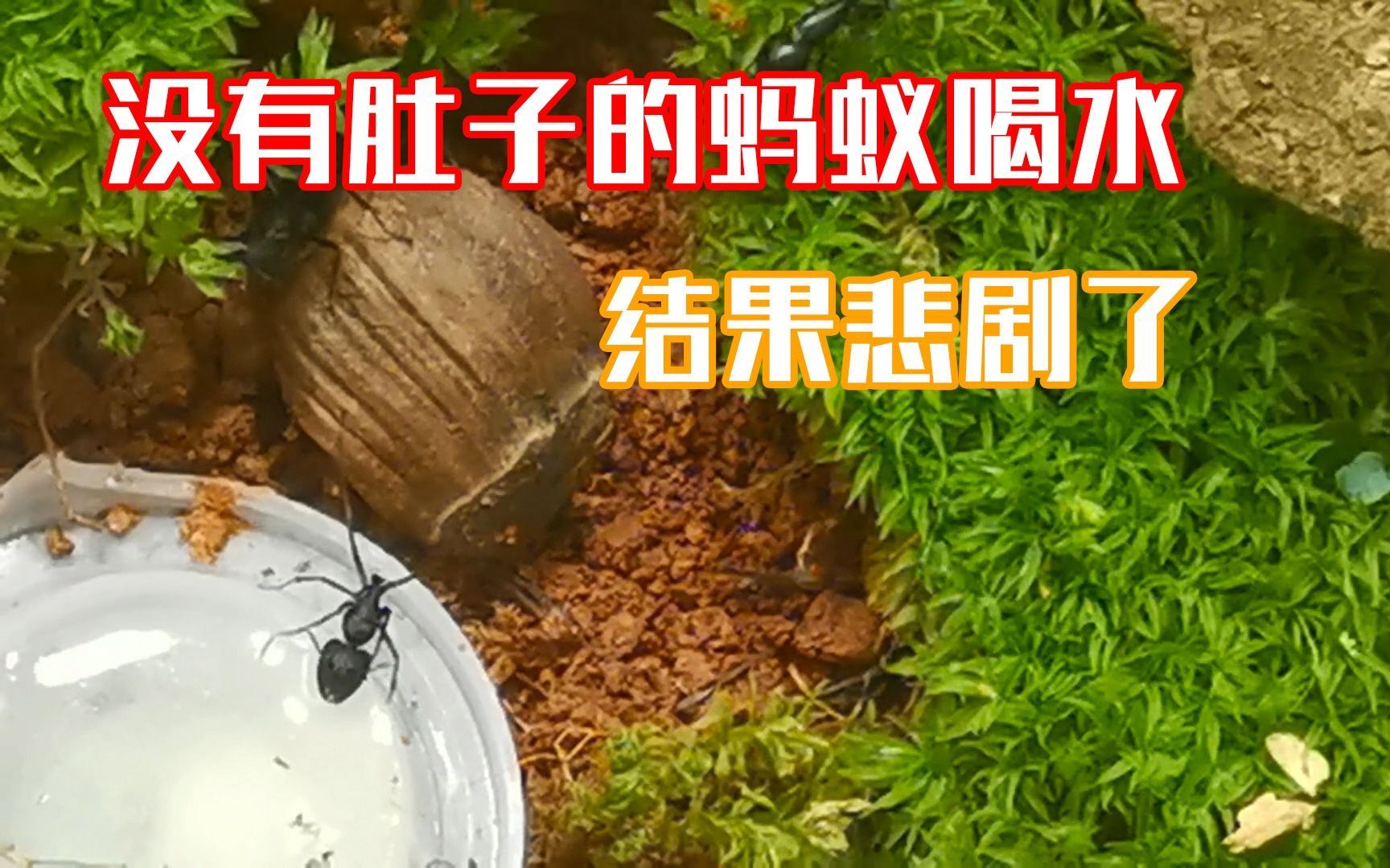 [图][养蚂蚁日常]没有肚子的蚂蚁，坚持喝下蜂蜜水，结果悲剧了！